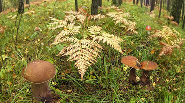 Ученые выявили продукт, замедляющий старение