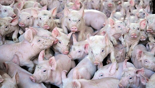 Производители свинины во Франции хотят отмены эмбарго РФ