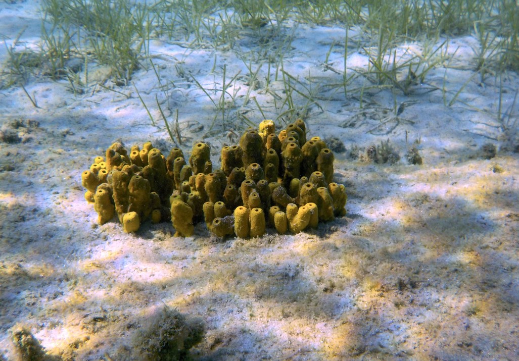 Какие животные первыми занялись сексом