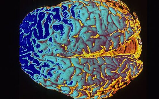 Ученые: ключ к омоложению таится в мозгу