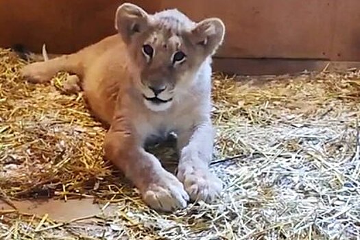 В Челябинский зоопарк переехала львица из Пятигорска