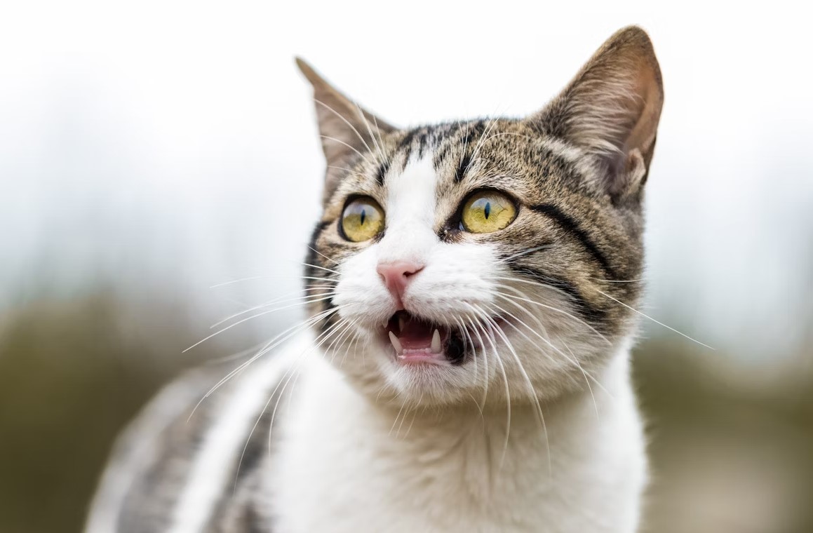 Почему кожа покрывается мурашками, когда мы чего-то боимся