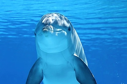 Дружелюбный дельфин погиб из-за своей любви к людям
