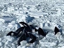 Окруженные льдом косатки около острова Хоккайдо могли вырваться из ловушки – СМИ