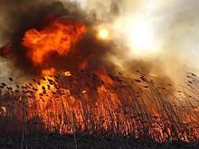 Плохая видимость: на трассе Константиновск &ndash; Тацинская горит камыш