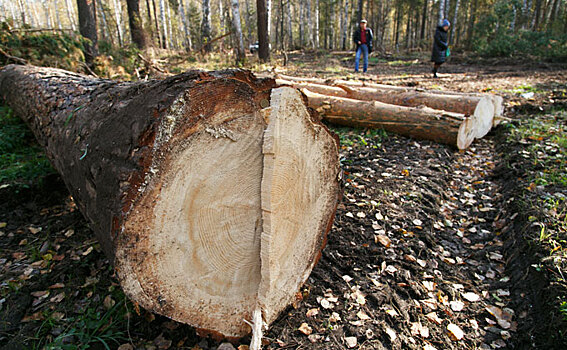 Рекорд поставили обнаглевшие контрабандисты леса в Новосибирске
