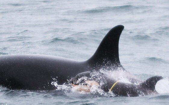 В Госдуме призвали спецслужбы помочь в спасении детеныша косатки на Камчатке