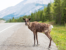 133 ДТП с животными было зарегистрировано на начало сентября 2025 года в регионе