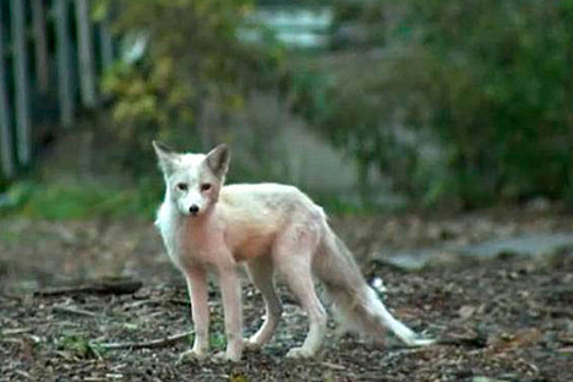 Странное животное из Чикаго оказалось редким мутантом