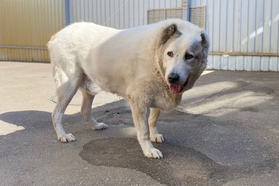 Умер самый толстый пес России