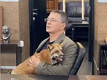 Доктор Мясников пошел на мировую с передушившей его кур лисой