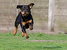 «Он по-доброму лает». Тюменских медиков атаковал ротвейлер