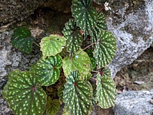 Новый вид растений обнаружен на юге Китая