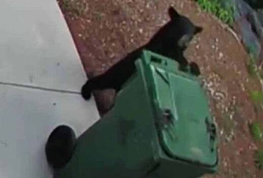 Медвежонок пробрался во двор мужчины и вынес мусор