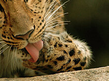 В центре Москвы поймали леопарда