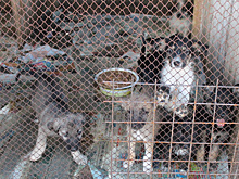 Благовещенский приют для собак готовится к открытию 