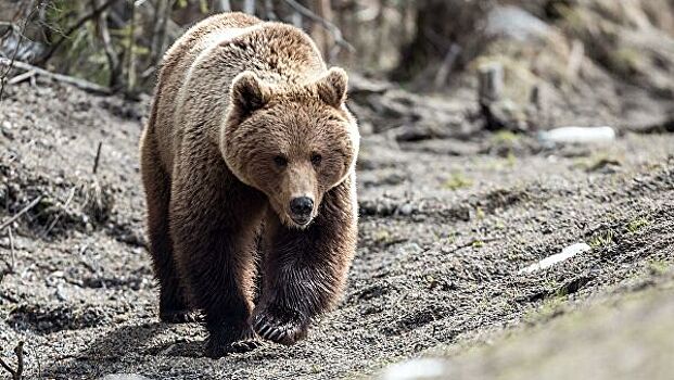 Житель Сахалина погиб при нападении медведя