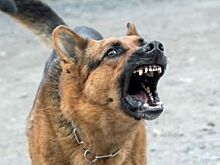 В Перми собака покусала двоих человек