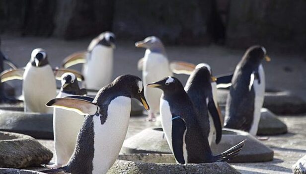 В Эдинбурге запретили парад пингвинов