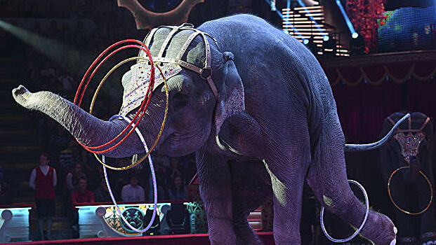 Правительство Дании выкупит слонов-пенсионеров у цирков