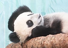 Балдеющая на бревнах панда Катюша попала на видео