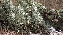 Еловые браконьеры: в РФ начались рейды по предотвращению незаконной рубки новогодних деревьев