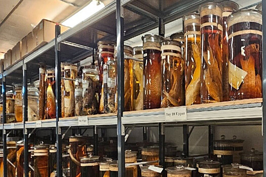 Ученые обстреляли коллекцию образцов Чарльза Дарвина из лазеров