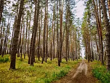 В Самарской области до 23 сентября сохранится угроза лесных пожаров
