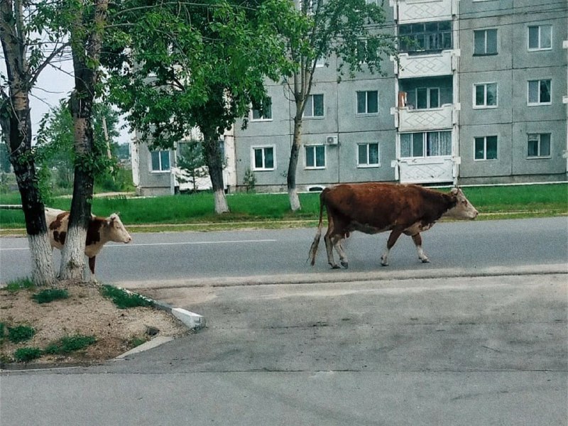 «Не превращайте город в станицу»: мэр Шимановска резко высказался о гуляющих по улицам коровах