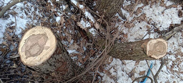 Региональное Минприроды временно приостановило санитарную рубку на природоохранной территории лесопарка Краснодара