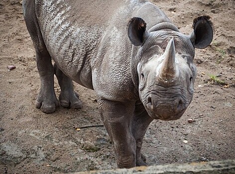 Носороги не поделили территорию и устроили жаркую битву