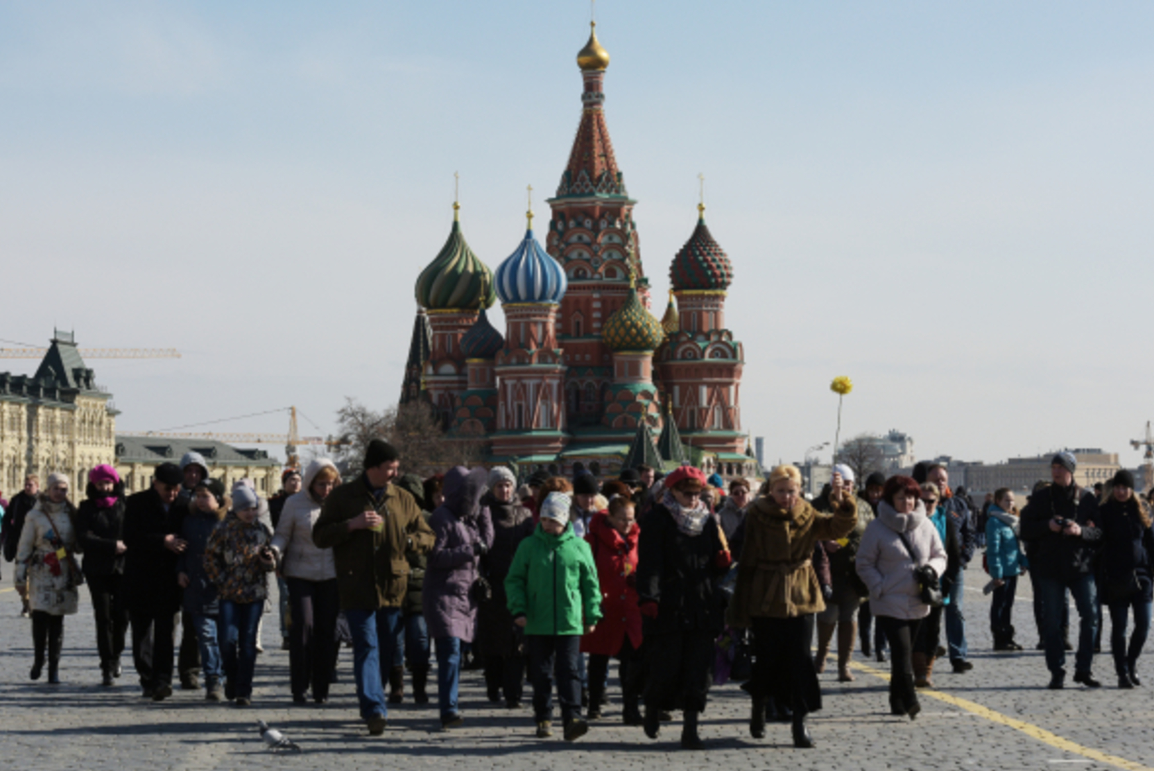 В Москве задержали гражданку США, выгулявшую теленка на Красной площади