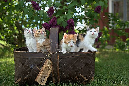 4 самых дорогих пород кошек в мире
