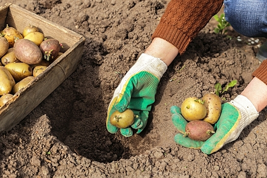Когда сажать картофель: подходящие сроки для ранних, средних и поздних сортов