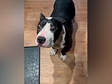 Жителя Новокузнецка будут судить за жестокое избиение щенка