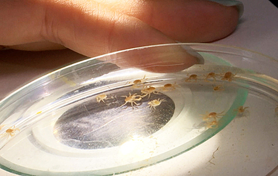 В Приморье восстанавливают популяцию камчатского краба