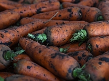 В Волгоградской области из-за межсезонья подорожала морковь