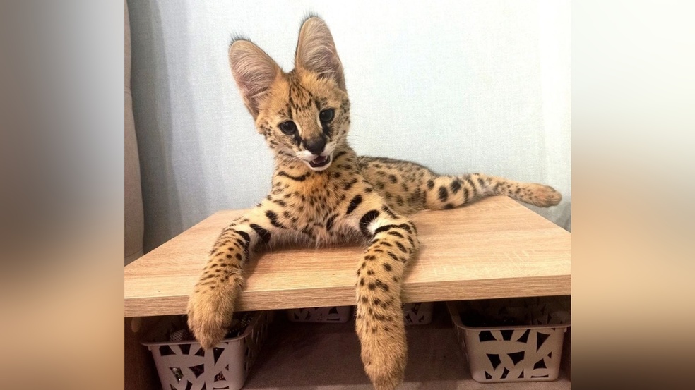 В Сочи пресекли попытку вывоза из страны перекрашенного сервала