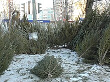 Чиновников Челябинска попросили поторопиться с определением мест для елочных базаров