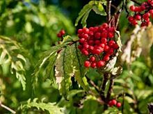 Двое детей в Башкирии получили отравление, попробовав в лесу волчью ягоду