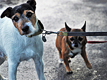 Домашних любимцев запретят забирать за долги