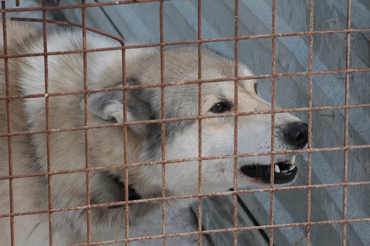 Стая бродячих собак напала на беременную женщину в Ставропольском крае