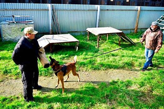 В Лабытнанги собаки с владельцами пройдут через полосу препятствий