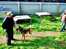 В Лабытнанги собаки с владельцами пройдут через полосу препятствий