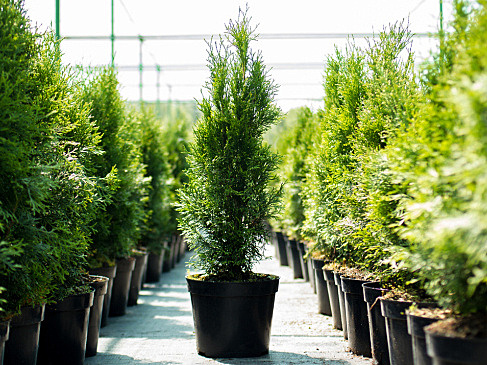 5 самых беспроблемных сортов туй. Из серии "посадил и забыл"!