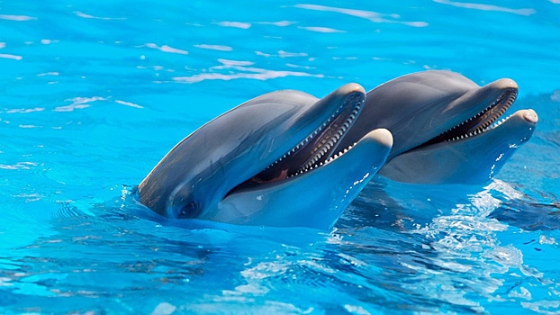 Найден способ сделать дельфинов счастливыми