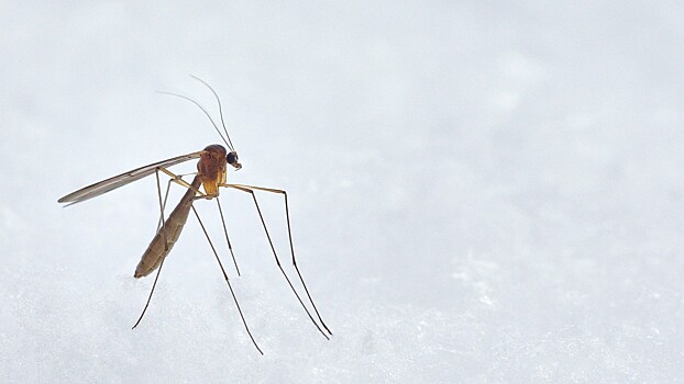 Стало известно, бояться ли россиянам малярийных комаров