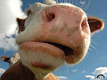 Казахские коровы стали жертвами ДТП