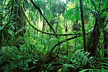 Какие тайны хранят джунгли Амазонки