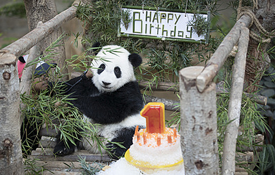 С днем рождения, мишка! Праздник в малайзийском зоопарке